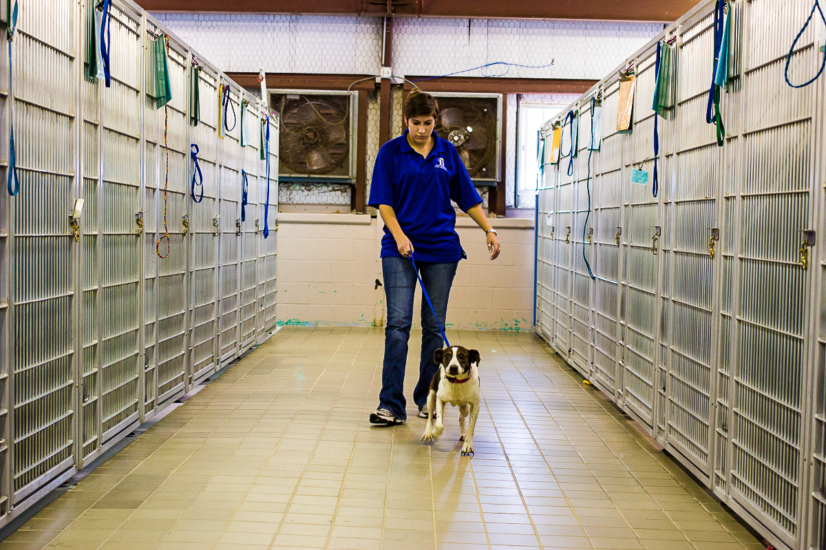 animal center worker walking a dog