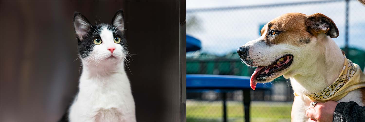 photo of a cat and a dog